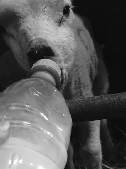alt="lambing time bottle feeding lamb"