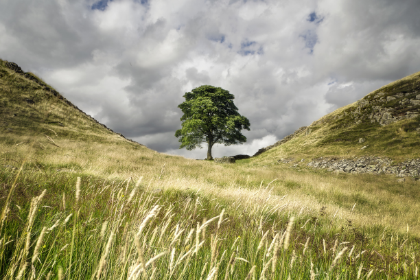 The most famous tree of all Sycamore Gap Hadrians Wall Northumberland