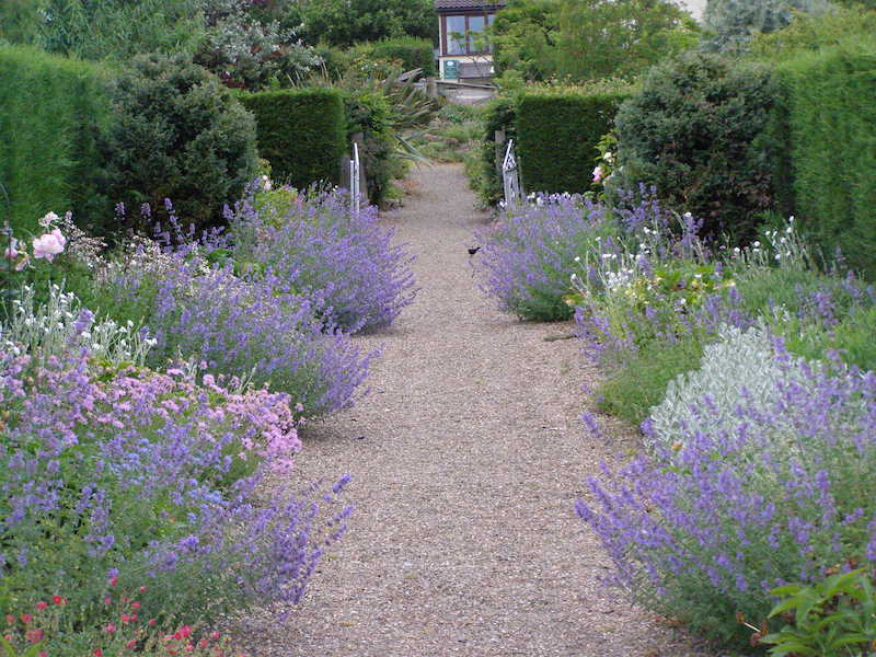 alt="Birkheads secret avenue garden with lavender walkway"