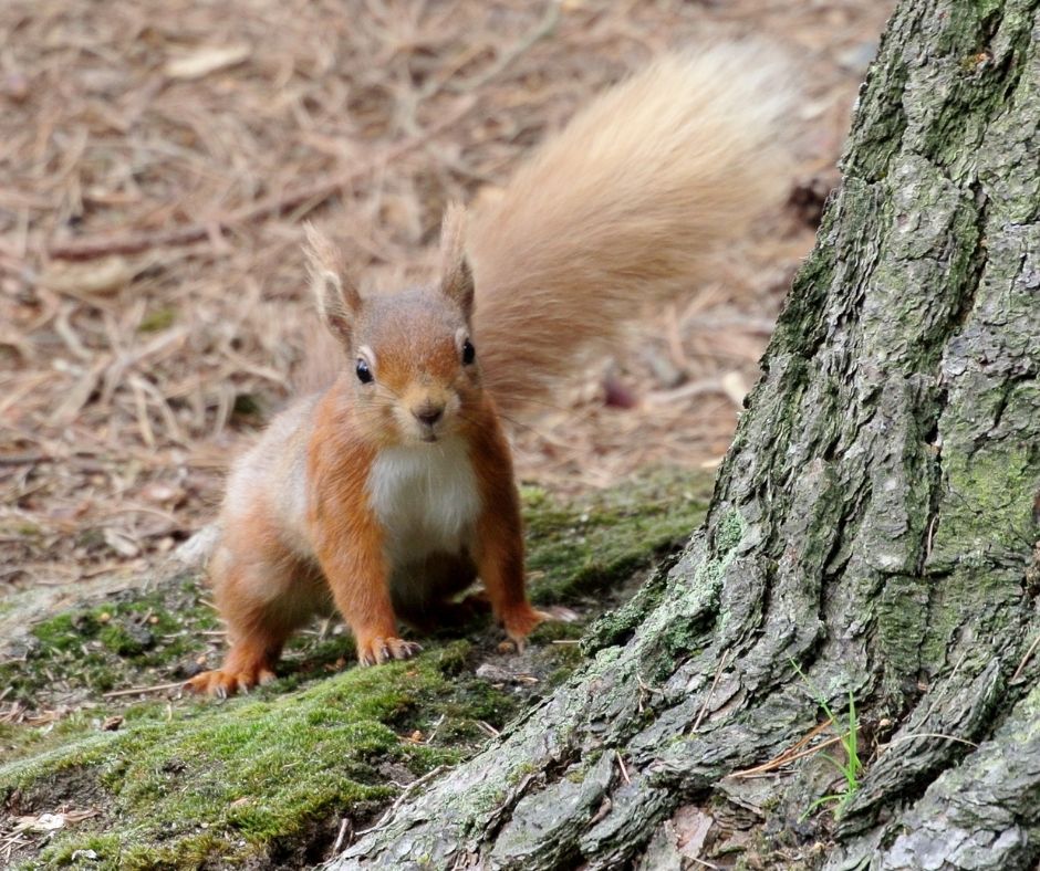alt="red squirrel in woodland bucket list to spot one"