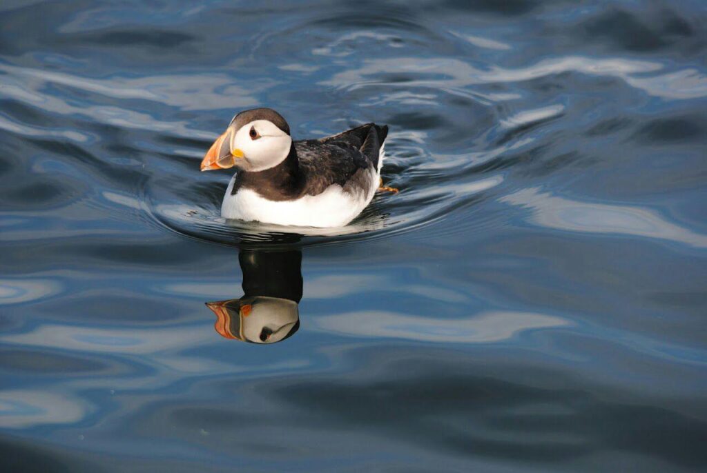 alt="puffin on the water"
