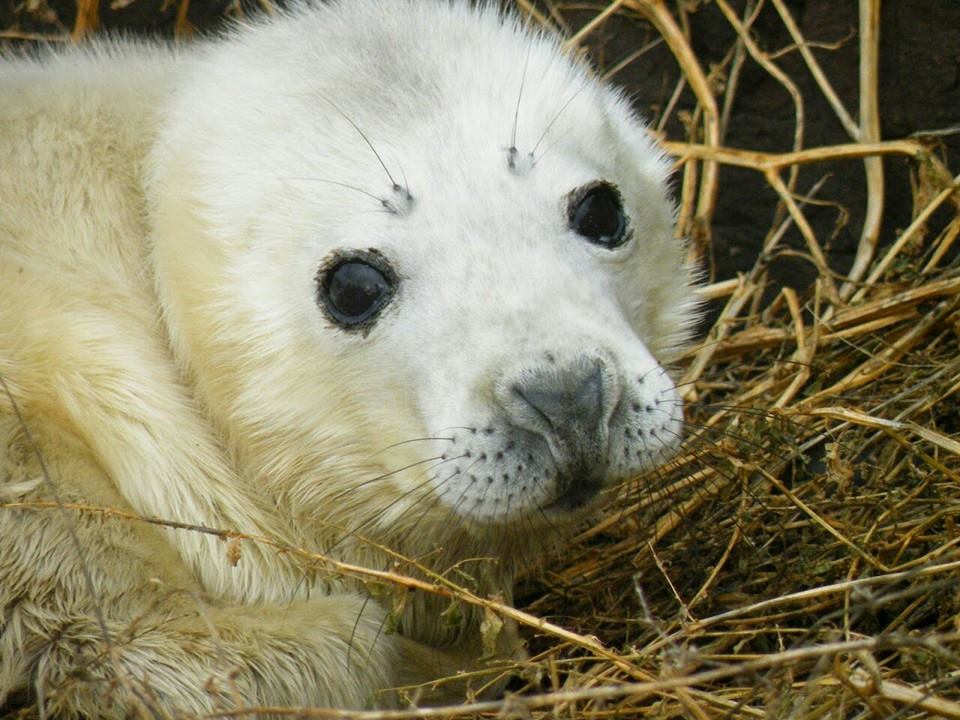 alt="white fluffy seal pup"